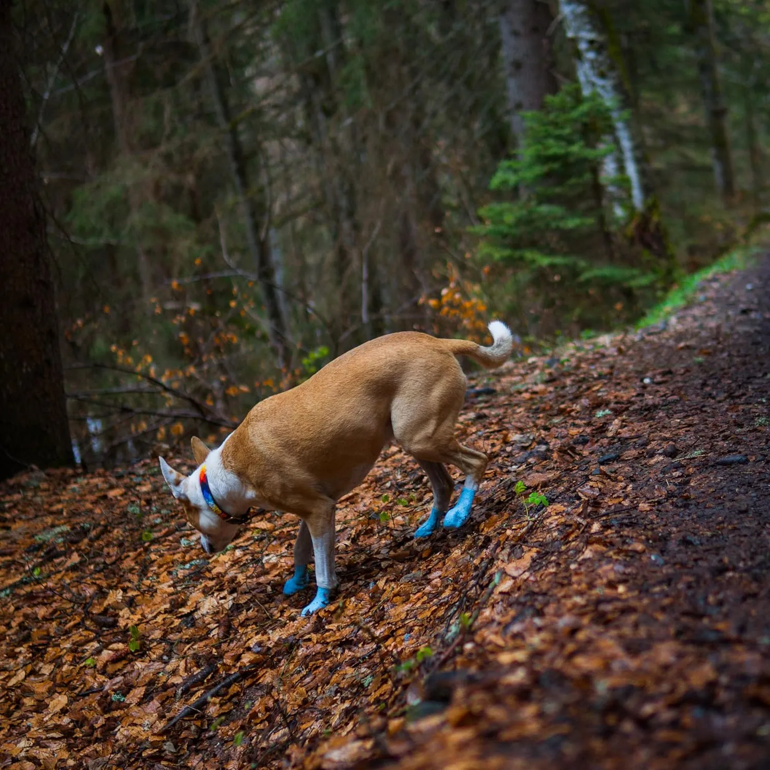 Paw-Skins Next-Gen Dog Boots | Paw Protectors | Skin-Like Silicone Dog Shoes | Small Size | High-Grip Dog Booties for Snow, Hot Pavement & Floors Protection